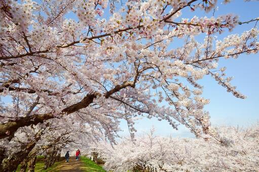 五稜郭公園の桜 ソメイヨシノ,染井吉野,五稜郭の写真素材