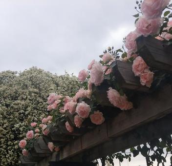 薔薇 薔薇の写真