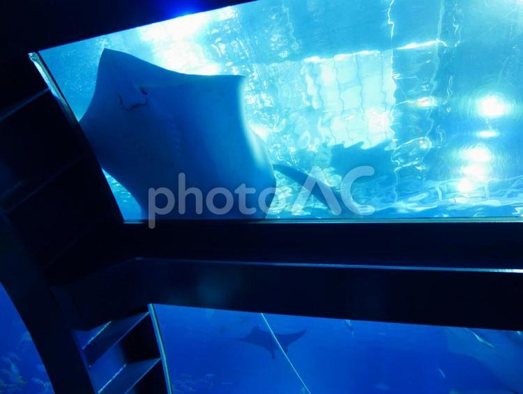 水族館のエイ エイ,水族館,魚の写真素材