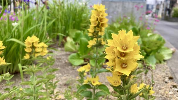 Star-like Lysimachia punctata, JPG Star-like Lysimachia punctata, JPG