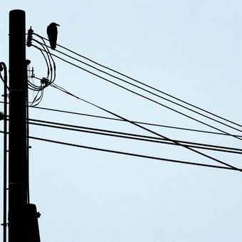 電線にカラス 電線にカラス カラス,電線,烏の写真素材