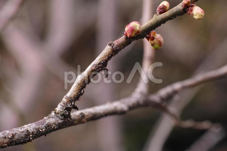 梅林公園　25　梅の花のつぼみ 梅,梅林,公園の写真素材