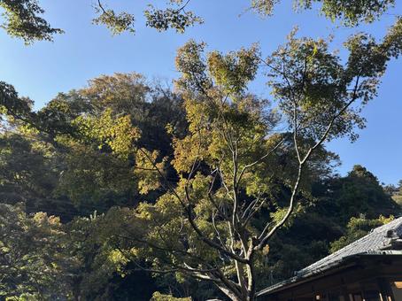 庭木 庭木,背景,庭の写真素材