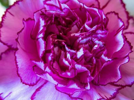 画面いっぱいにカーネーション 画面いっぱいにカーネーション カーネーション,母の日,花瓶の写真素材