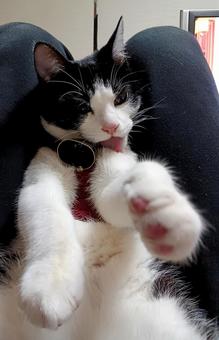 子猫 子猫の写真