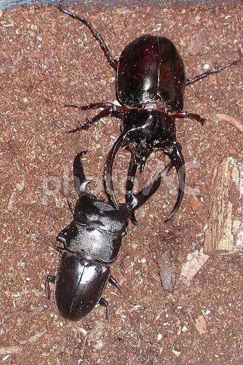 カブトムシとクワガタ 生物,昆虫,虫の写真素材