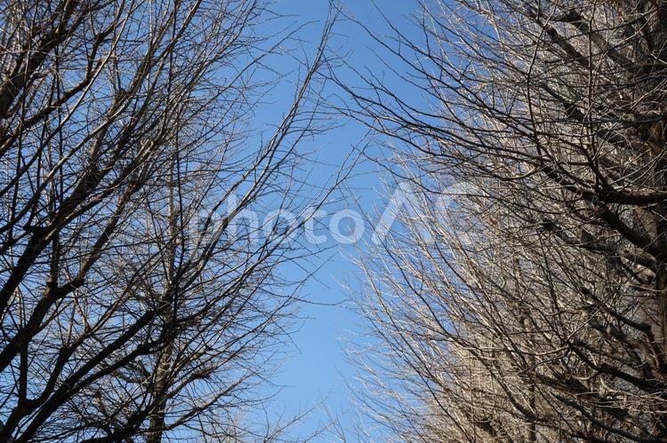 青空と冬枯れの並木 青空,冬枯れ,並木の写真素材