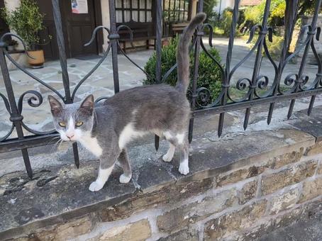 猫 猫の写真