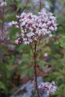 中国では香水にされた 藤袴,花,flowerの写真素材
