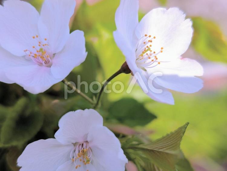 桜が咲きました 桜,サクラ,さくらの写真素材