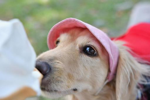 アイスクリームを欲しそうに見つめる犬 アイスクリームを欲しそうに見つめる犬 ミニチュアダックス,ダックスフント,愛犬の写真素材