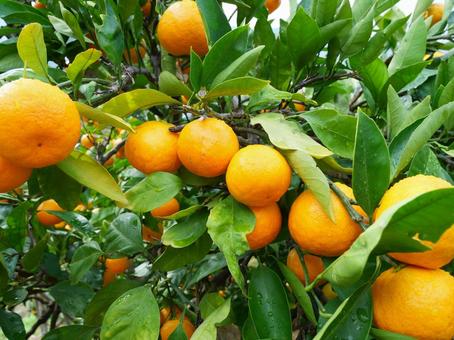 みかんの木.3 みかん,木,みかん狩りの写真素材