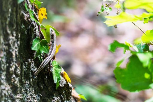森のカナヘビの写真
