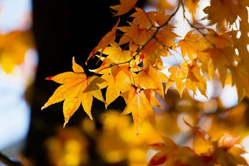 紅葉 紅葉,もみじ,秋の写真素材