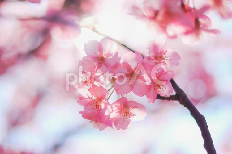 河津桜 河津桜,桜,さくらの写真素材