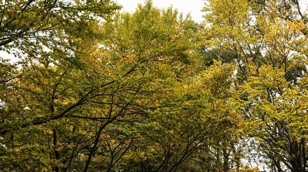 色づき始めた秋の木々 色づき始めた秋の木々 秋,紅葉,黄葉の写真素材