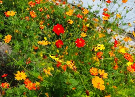 コスモス畑_2 コスモス畑_2の写真