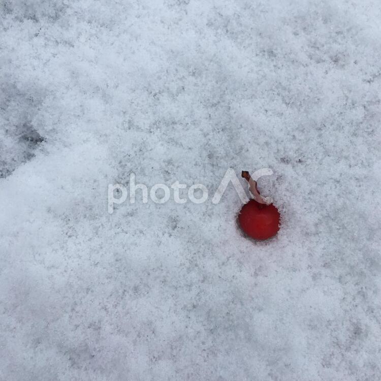 雪の上に落ちた木の実 初雪,木の実,落ちたの写真素材