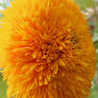 ヒマワリ(向日葵) ヒマワリ(向日葵) ヒマワリ,向日葵,花の写真素材