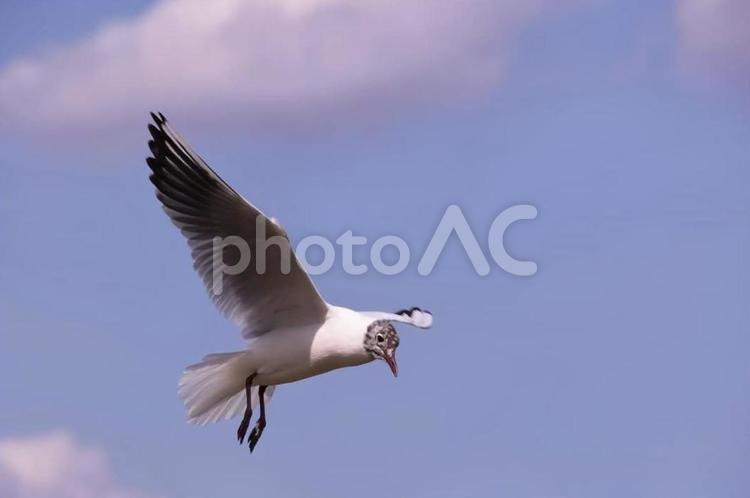 目標捉えたユリカモメ ユリカモメ,飛ぶ,見つけるの写真素材