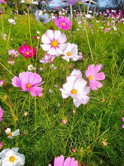 花 花の写真