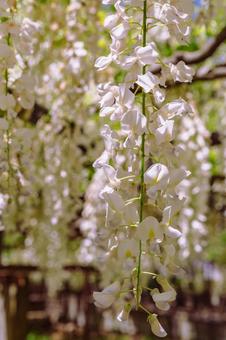 Photo, wisteria of honehata, nagaizumi temple, wisteria trellis, 
