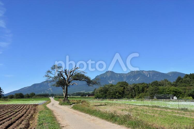八ヶ岳連山とヤマナシの木 南牧村,青空,白菜畑の写真素材