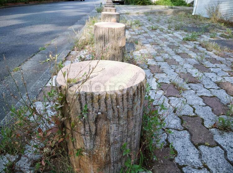 一列に並んだ切り株 切り株,一列,複数の写真素材