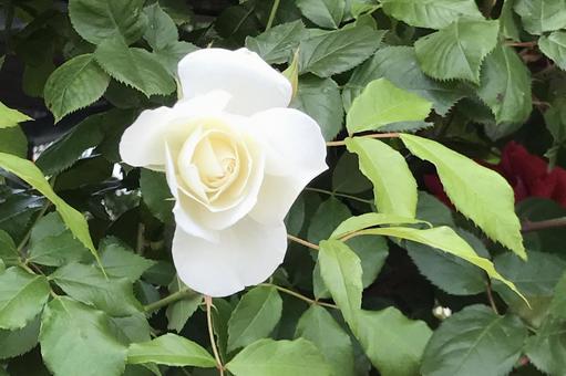 バラの花 バラの花の写真
