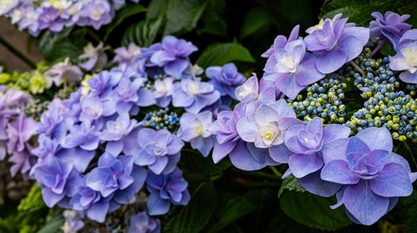 薄紫の紫陽花の花 マクロ撮影 薄紫の紫陽花の花 マクロ撮影の写真