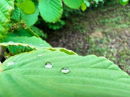 葉っぱの上の水滴3 葉っぱの上の水滴3の写真