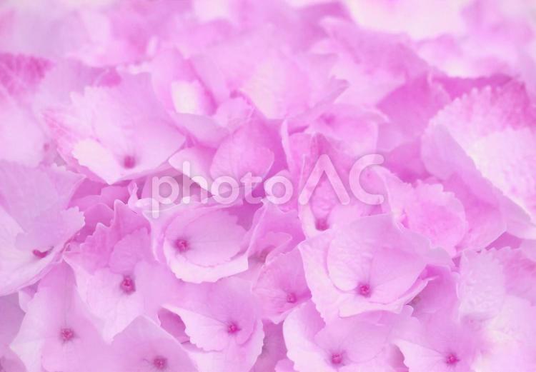 ピンクのあじさい咲く頃 あじさい,ピンク,花の写真素材