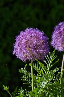 Allium "Flowering Onion" , JPG Allium "Flowering Onion" , JPG