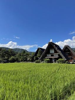 青空と田園風景が広がる白川郷の合掌造り 青空と田園風景が広がる白川郷の合掌造り 空,青空,雲の写真素材