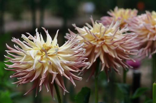 Photo, dahlia, flower, asteraceae plant, 