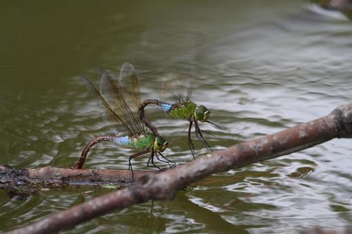 ギンヤンマの産卵の写真