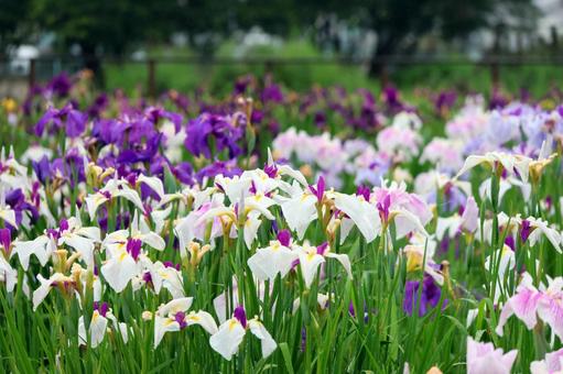 Iris Flowers 25-28, JPG