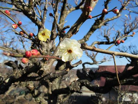 Late January: White plum blossoms starting to bloom in some places, JPG Late January: White plum blossoms starting to bloom in some places, JPG