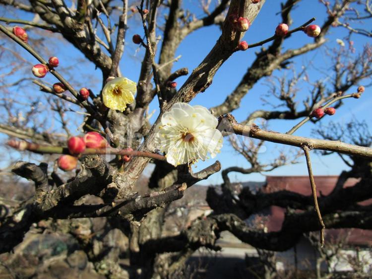1月下旬・場所によって咲き始めた白梅 白梅,うめ,花の写真素材