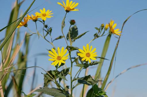 陽光の野花 陽光の野花 黄色い花,キク科,花弁の写真素材