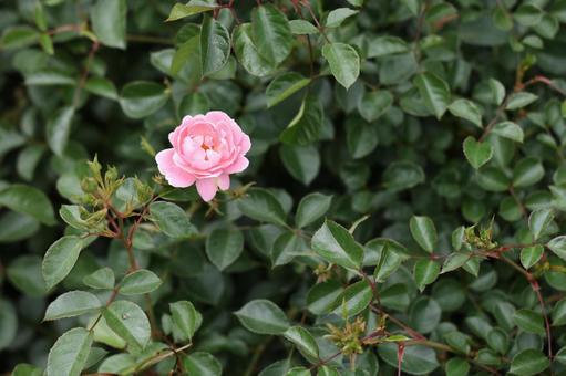 緑の中の一輪の薔薇 バラ,薔薇,ピンクの写真素材