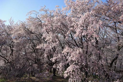 しだれ桜 しだれ桜の写真