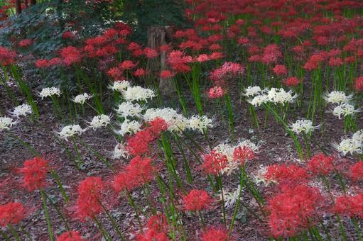 彼岸花 彼岸花 ヒガンバナ,花,赤色の写真素材