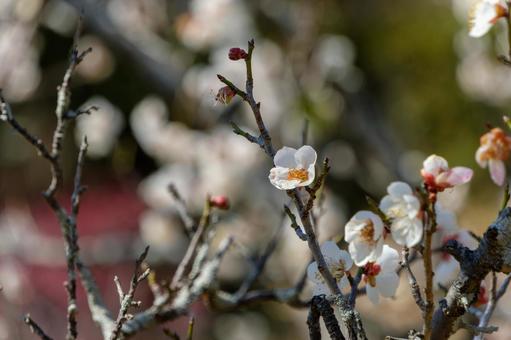 白梅の花が咲く早春の枝先 白梅の花が咲く早春の枝先の写真