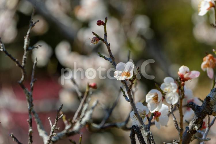 白梅の花が咲く早春の枝先 白梅,花,花びらの写真素材
