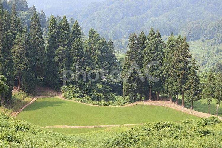 杉林の中に 木々,田,緑の写真素材