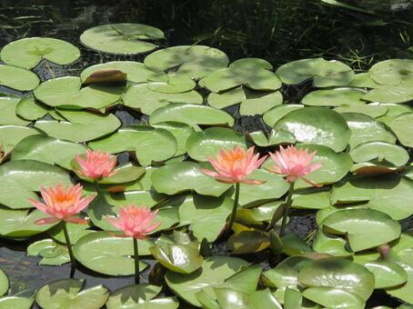 睡蓮の花の写真