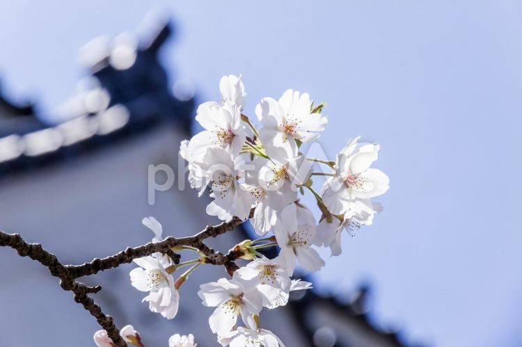 田原城跡の桜20（田原市） 桜,田原城跡,田原市の写真素材