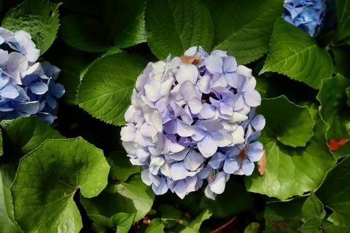 Hydrangea, JPG