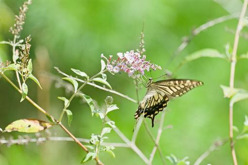 アゲハチョウ アゲハチョウ キアゲハ,蝶々,ちょうの写真素材